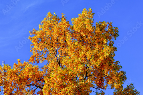 Prachtvoller herbstlicher Ahornbaum in leuchtendem Goldgelb vor blauem Himmel