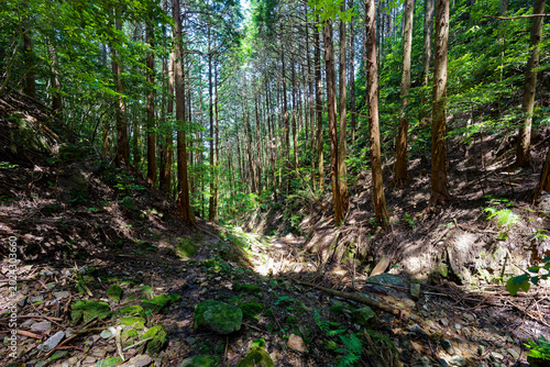 Shaded woodland ravine and forest floor in Fukuoka Japan
