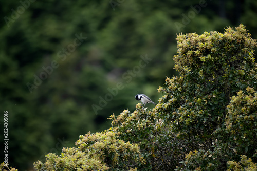Cute Coal tit bird on a branch of a tree.