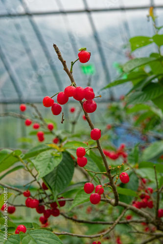 Red cherries on a green plant in Fukuoka Japan