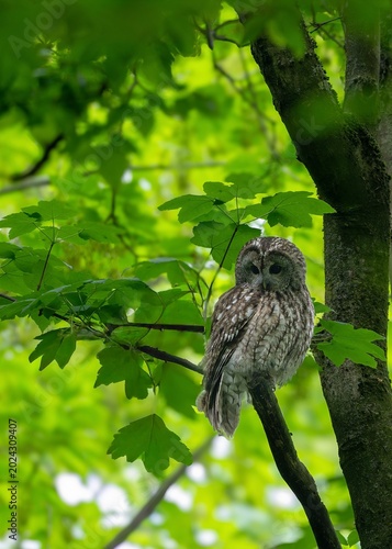 owl on a tree