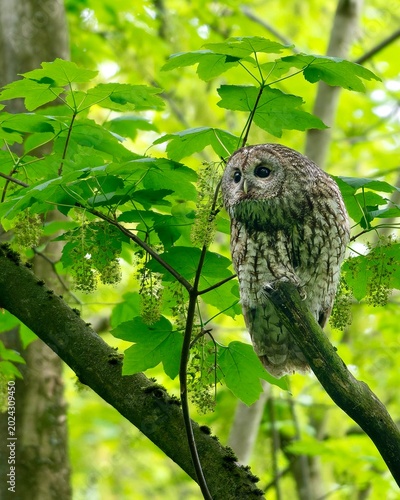 tawny owl