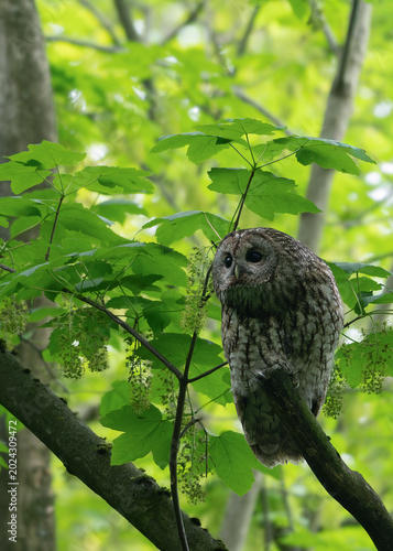owl on tree