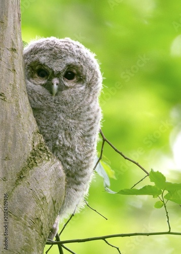 tawny owl