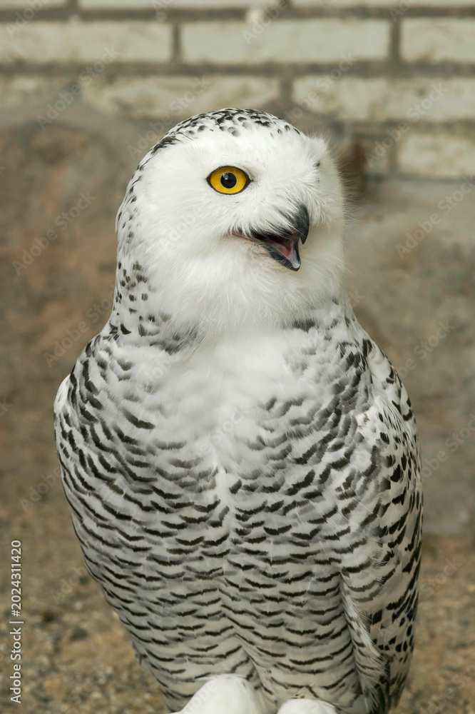 Fototapeta premium A close-up of a Snowy Owl with a mesmerizing gaze, showcasing its distinctive black and white plumage and striking yellow eyes.