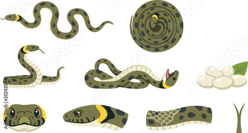 Foto Snake and Reptile Vector Illustration Collection Featuring Coiled Serpents, Snak