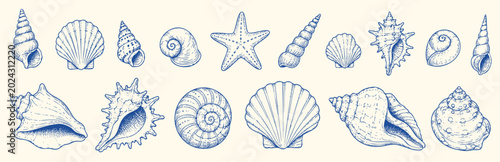 Foto Collection of detailed hand-drawn sea shells and a starfish