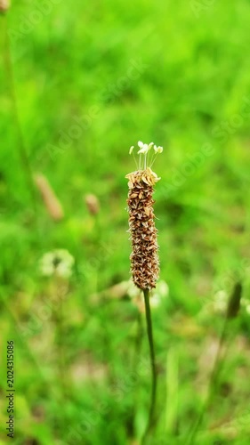 オオバコ・小さな花が揺れる小さな世界／질경이 · 작은 꽃이 흔들리는 작은 세계／Plantain - a tiny world of swaying small flowers