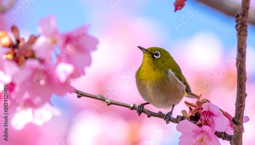 Small bird perched on a flowering branch with pink blossoms and clear sky
