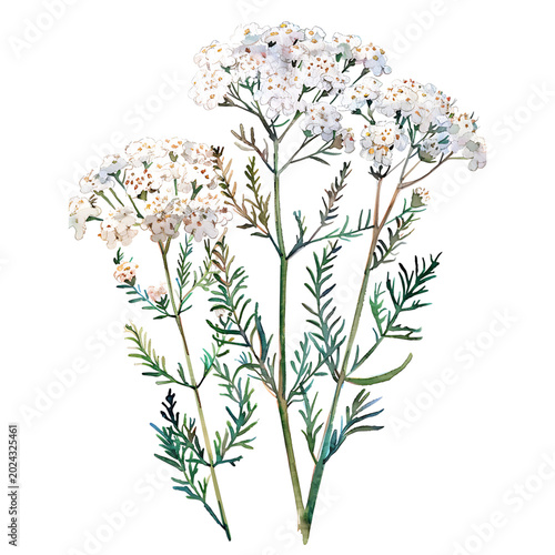 Watercolor Yarrow Flowers on Transparent Background