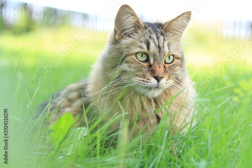 Canvas Print Majestic Siberian Cat Resting in Green Grass
