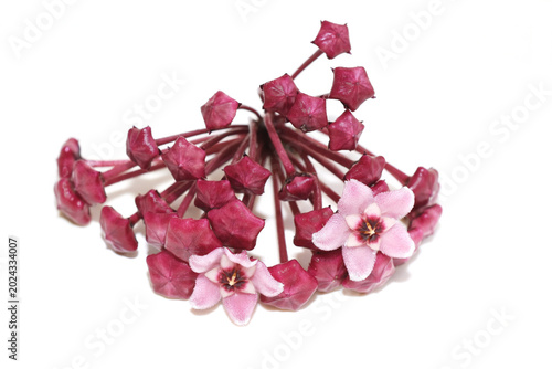Close-up of Hoya carnosa porcelain flower with pink star shaped blossoms