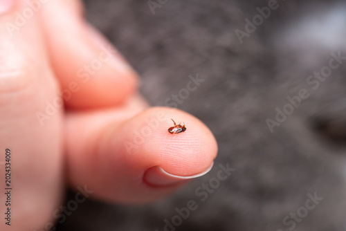 Photos Macro photography of a flea on a human fingertip