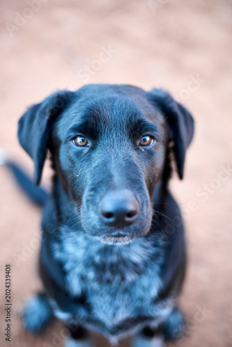 Принти на полотні Black black labrador mix puppy sitting looking at camera