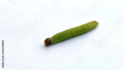 Macro photo of a green weaver caterpillar with a brown head (Least Skipper) (Ancyloxypha numitor) crawling on a white isolated background., larval stage of metamorphosis