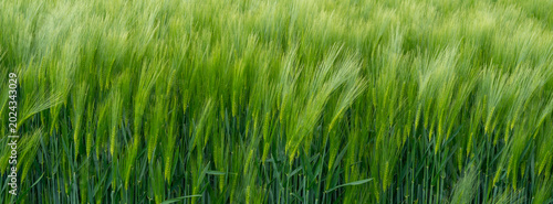 Photos Wheat field swaying in the wind during the day in a rural landscape
