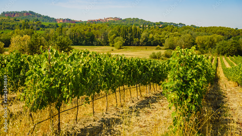 Obraz premium Vineyards and Roussillon on horizon. Vaucluse department of the Provence-Alpes-Cote d'Azur in France.