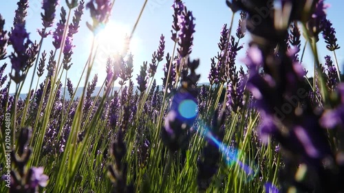 Dolly shot of lavender flowers on field. Provence in France.