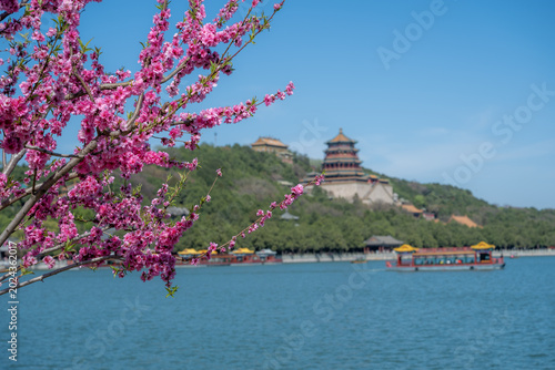 Beautiful pink peach blossoms with the Tower of Buddhist Incense background