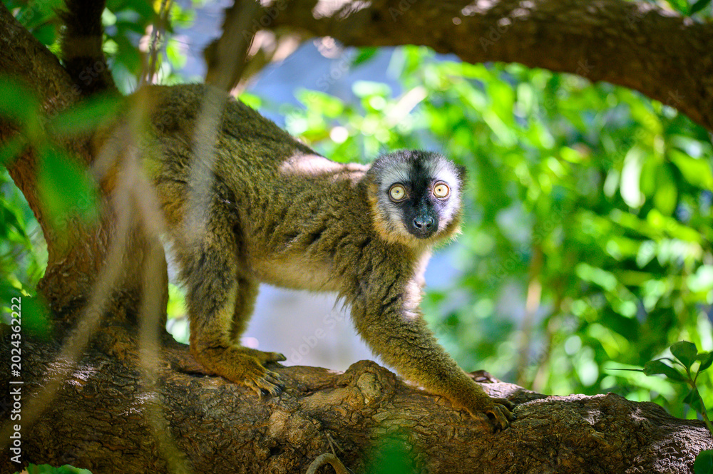 Obraz premium Close-up portrait of a Brown Lemur (Eulemur fulvus) sitting on a tree branch with lush green leaves in the background.