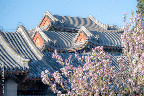 Spring blossom with traditional layered rooftops at the Summer Palace in Beijing