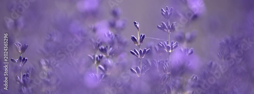 Soft lavender buds glow across a dreamy purple field, captured with shallow d...