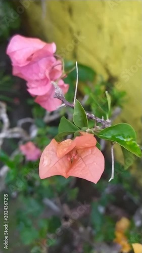butterfly on a flower