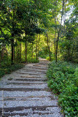 Canvas Print Scenic hiking trail with wooden log steps winding through a lush tropical rainforest park