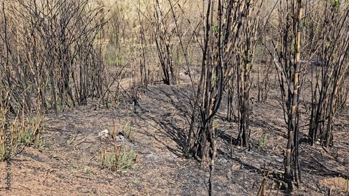 Burnt mixed forest ground with charred bushes and small tree trunks after a wildfire in Gia Lai, Vietnam