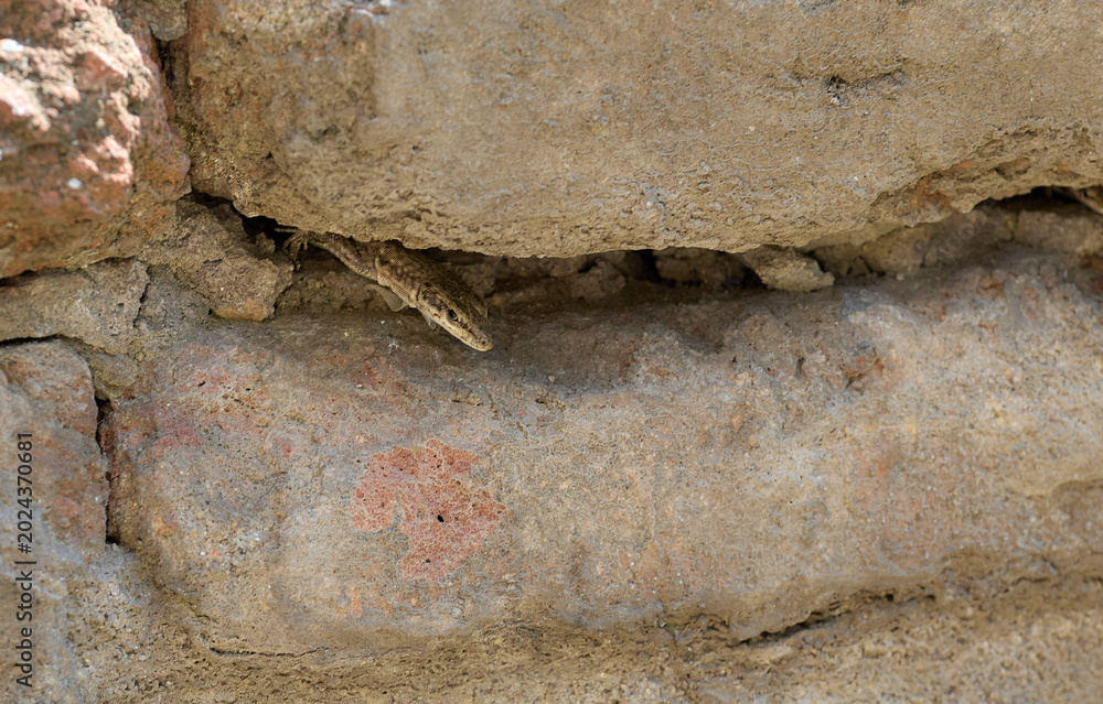 Obraz premium Small Lizard Hiding in a Brick Wall Crevice