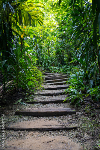 Scenic hiking trail with wooden log steps winding through a lush tropical rainforest park.