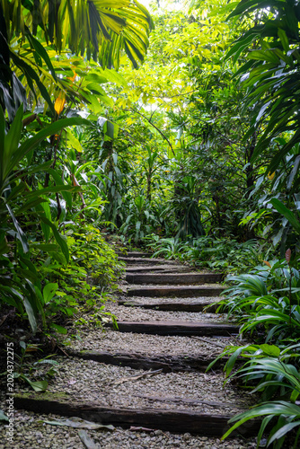Scenic hiking trail with wooden log steps winding through a lush tropical rainforest park.