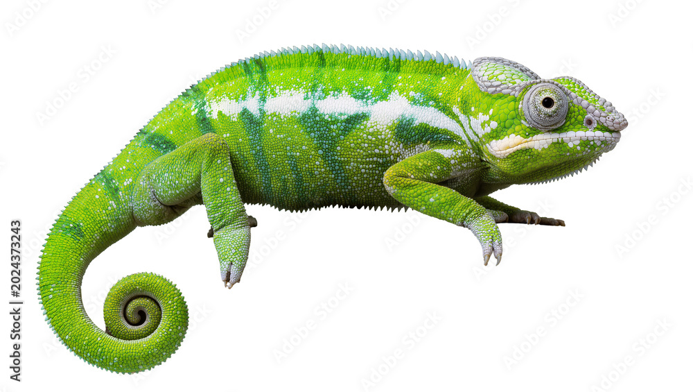 Fototapeta premium Vibrant green chameleon with white markings coiled tail, isolated on transparent background
