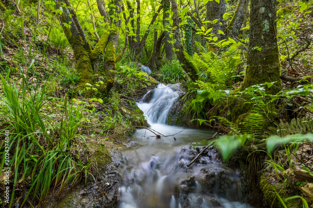Obraz premium Small waterfall and fast flowing stream in a lush green forest, long exposure.