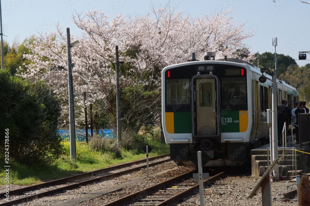 Fototapeta premium 春の列車と桜