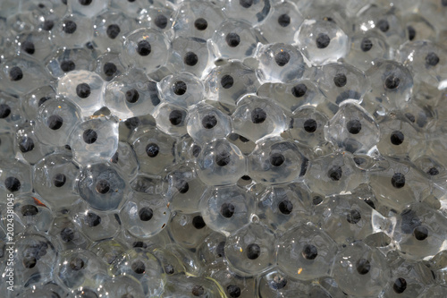 Foto Macro image of freshly laid spawn of the European Common Frog (Rana temporaria
Detail macro view of frog spawn floating in shallow freshwater