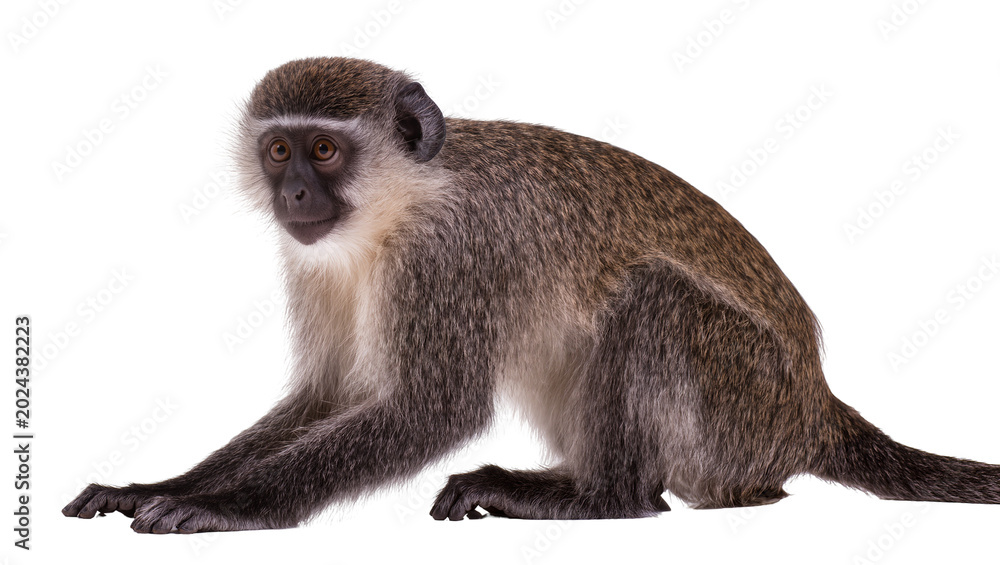 Fototapeta premium Small vervet monkey with grey fur and dark face, isolated on transparent background