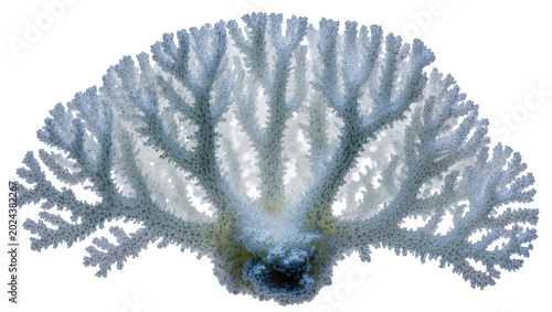 Tableau sur toile Delicate white branching coral skeleton intricate porous texture, isolated on tr