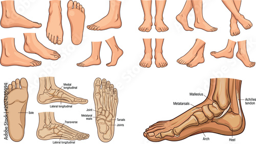 Anatomical vector illustration set of human feet showing various angles, skeletal structures, arches, and medical labels of foot anatomy
