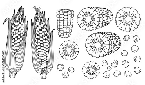 Photos Detailed black and white illustrations of corn on the cob and kernels