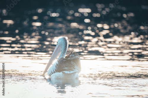 Fotografía Australian pelican swimming across shimmering water illuminated by warm golden backlight and soft reflections