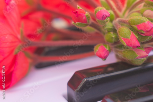 Foto Creative artistic concept of blooming red flowers on piano keyboard, side view w