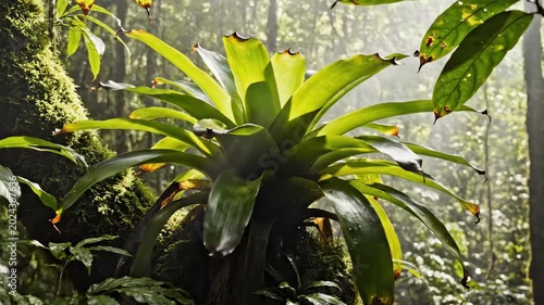 Bright bromeliad plants in the rainforest growing on mossy trunk, rosette leaves with dark tips, filtered sunlight, humid jungle layers, epiphytic tropical foliage in cinematic detail, fresh air