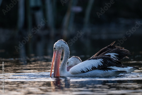 Tableau sur toile Australian pelican gliding across calm wetland water while another pelican follows behind in natural habitat