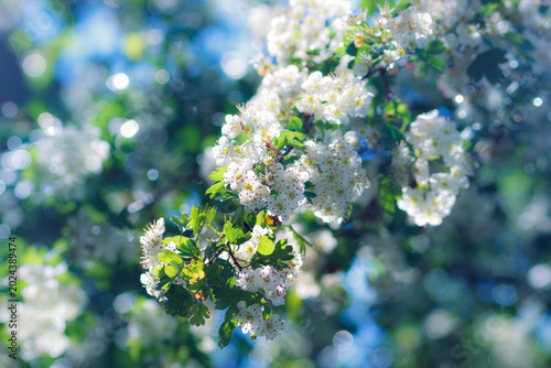 Hawthorn bush blossom with tiny white flowers on branches. Selective focus, shallow depth of field.