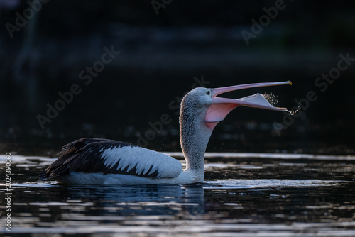 Tableau sur toile Australian pelican swallowing a freshly caught fish with its bill wide open in reflective wetland water