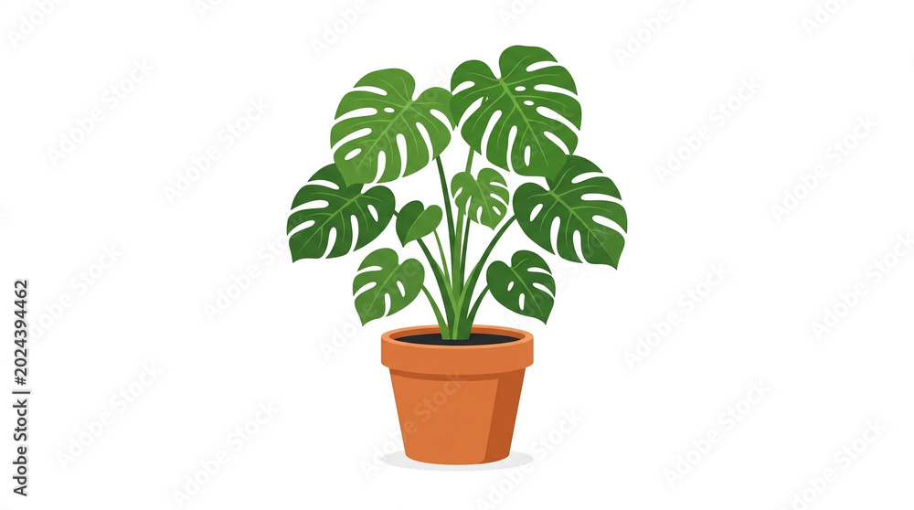 Fototapeta premium Tropical Monstera Plant in Pot Isolated on White Background