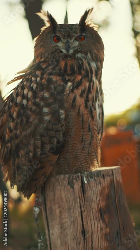 Owl perched on a log at a wildlife park in the afternoon sunlight watching its surroundings