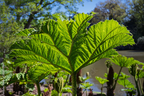 Giant rhubarb leaf backlit by strong spring sunlight.