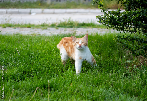 Obraz na plátne Ginger and white tabby cat standing in fresh green grass, observing its outdoor